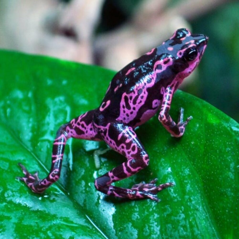 La grenouille arlequin, l'une des plus belles grenouilles du monde