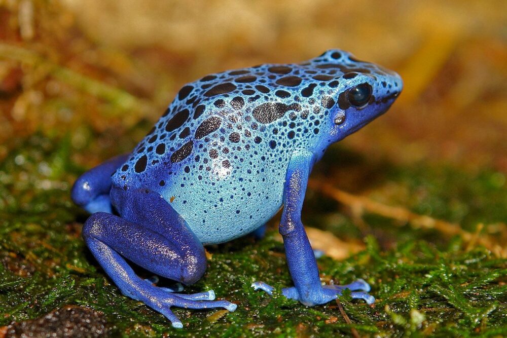 Grenouille venimeuse bleue, l'une des plus belles grenouilles du monde