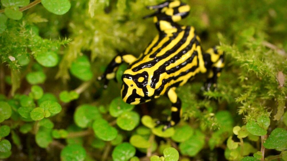Grenouille corroborante