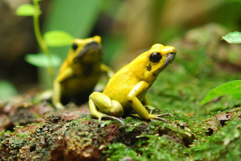Grenouille venimeuse dorée