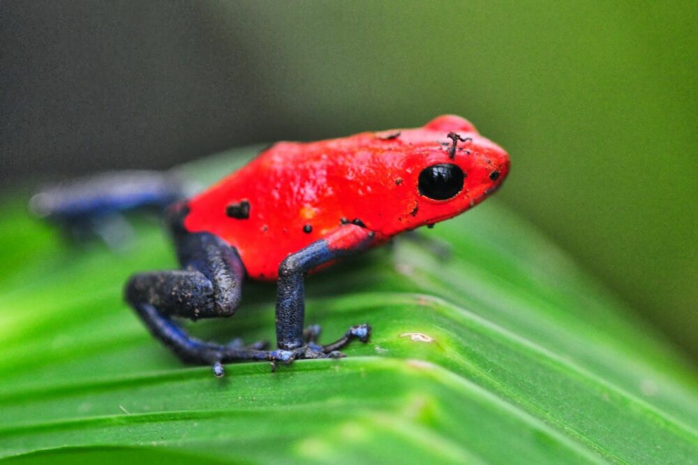 La rainette à dos rouge, une autre des plus belles grenouilles du monde
