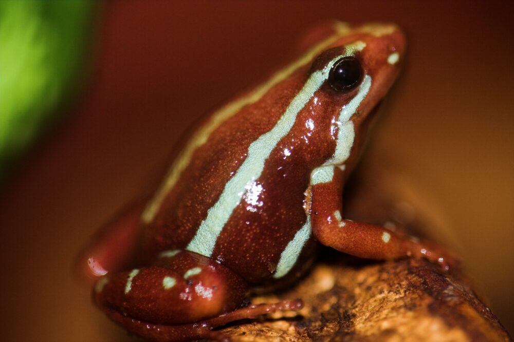 Grenouille fantôme, parmi les plus belles grenouilles du monde