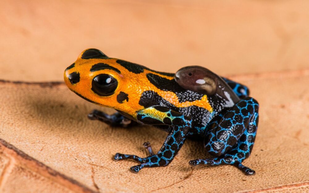 Grenouille imitatrice