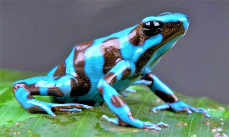 Las ranas más bonitas del mundo