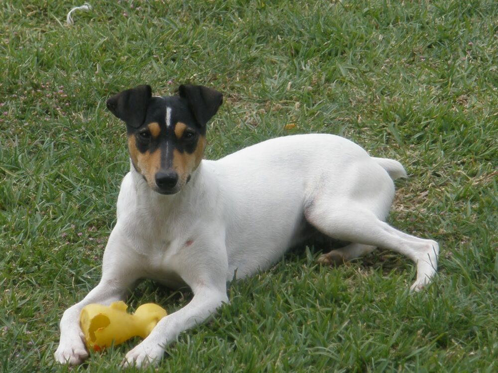 Ratonero Bodeguero Andaluz