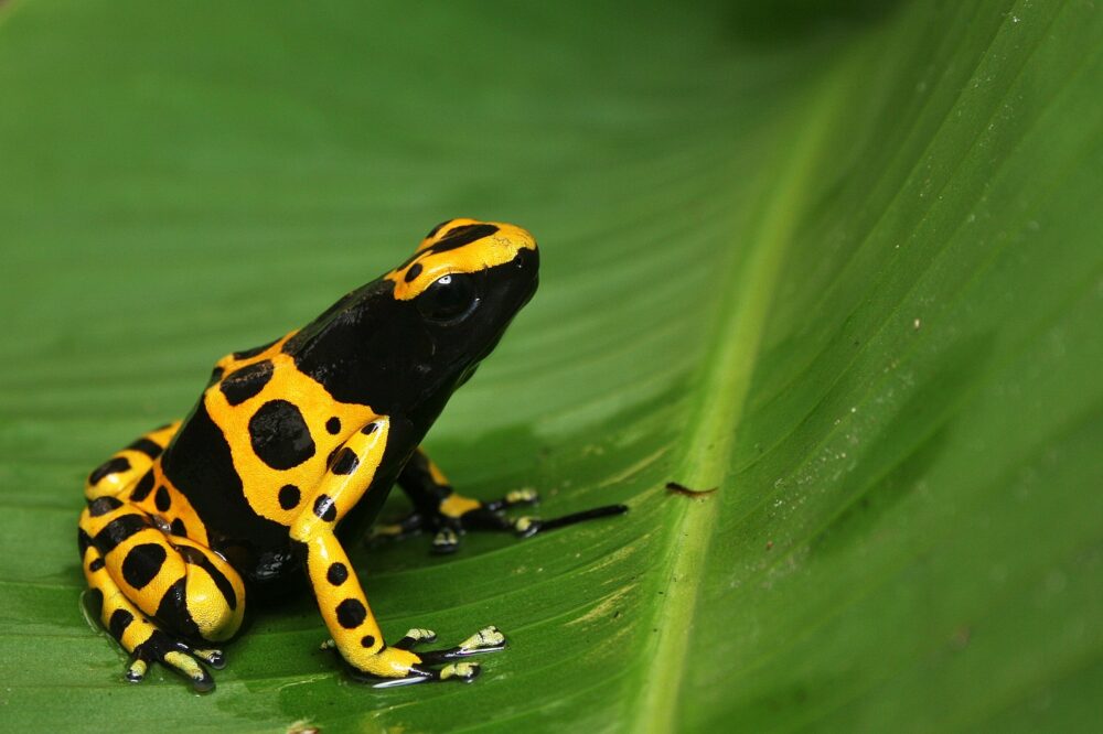 Crapaud mineur