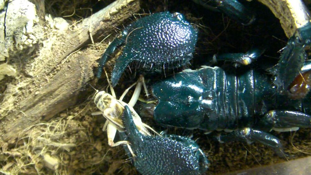 Avoir un scorpion à la maison
