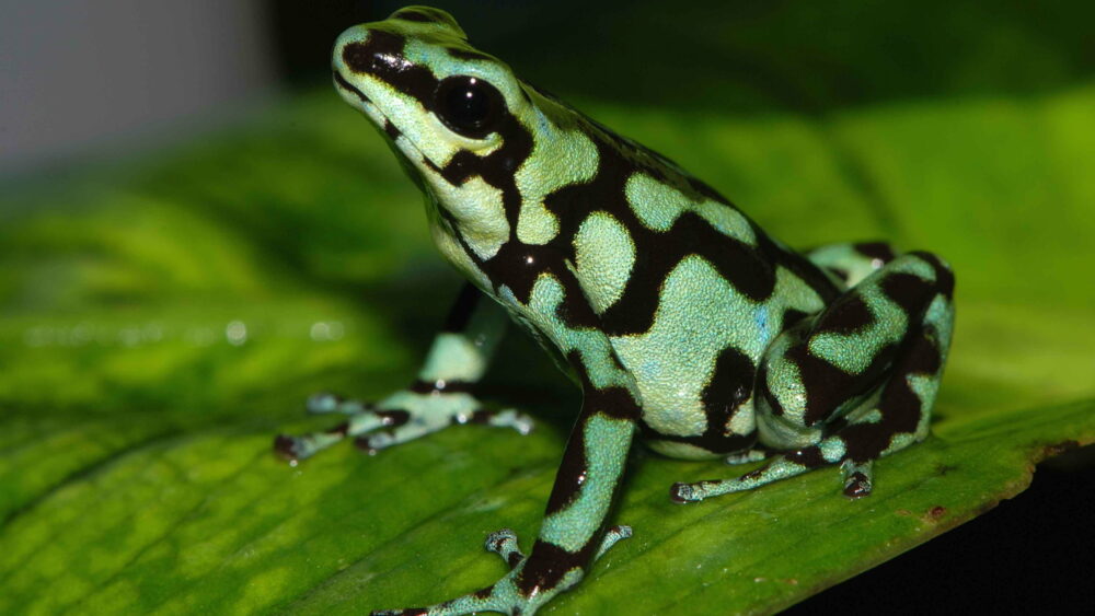 Grenouille venimeuse verte et noire, une autre des plus belles grenouilles du monde