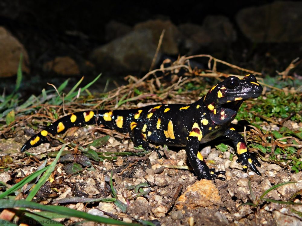 Salamandres
