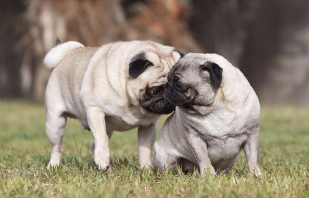cómo funciona el celo en los perros