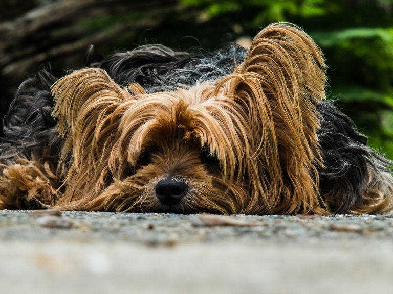 Cómo tratar la diarrea en perros