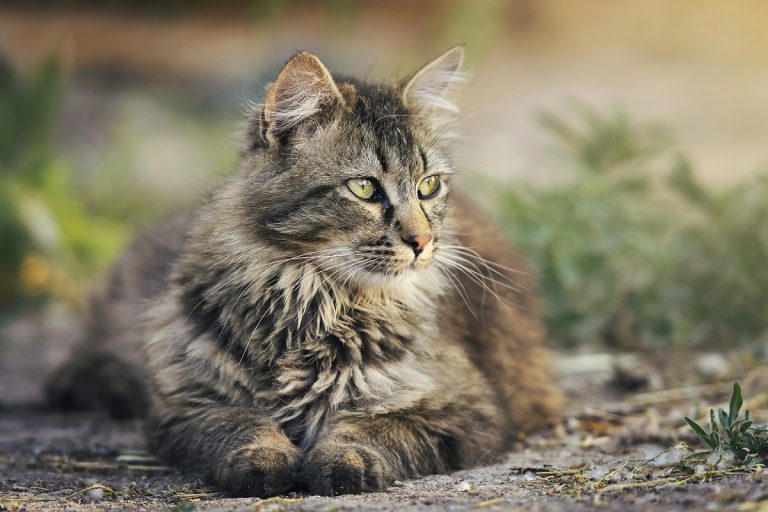 Produits pour éviter ou repousser les insectes chez les chats