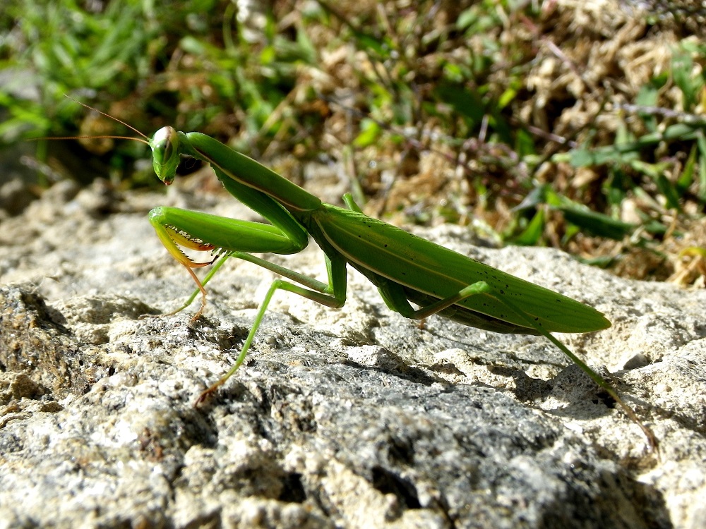 Habitat et comportement de la mante religieuse