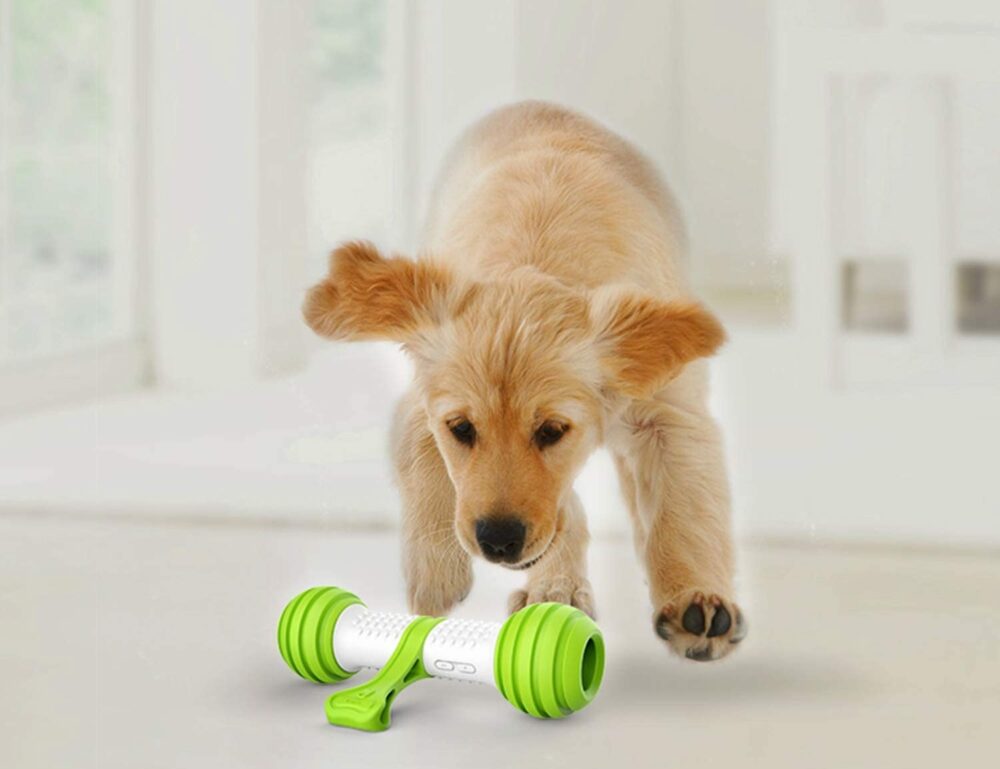 jouets interactifs pour chiens