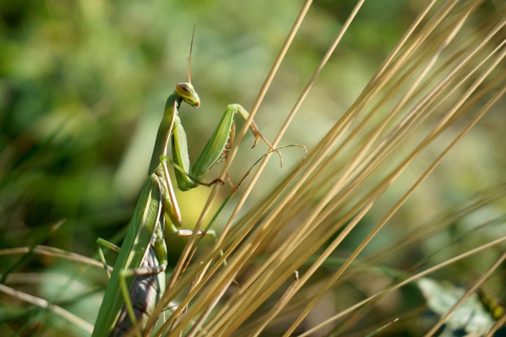 Todo sobre la mantis religiosa
