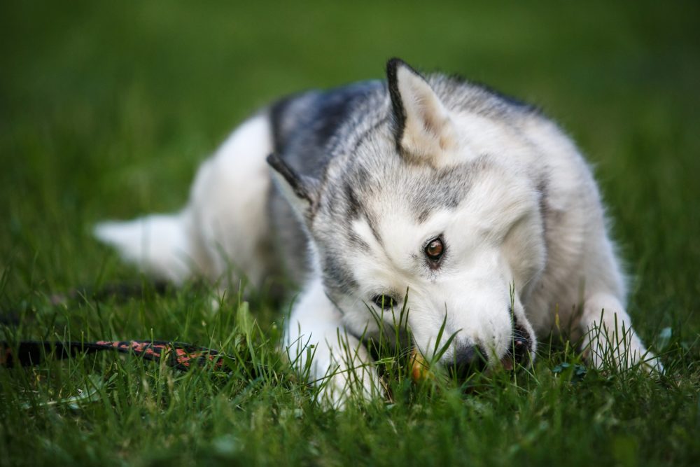 mushing