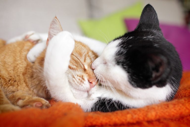 À quoi ressemble la chaleur chez les chats ?