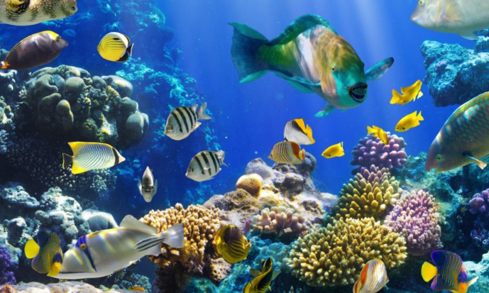 ¿Cómo respiran los peces bajo el agua y cómo lo hacen otros animales?