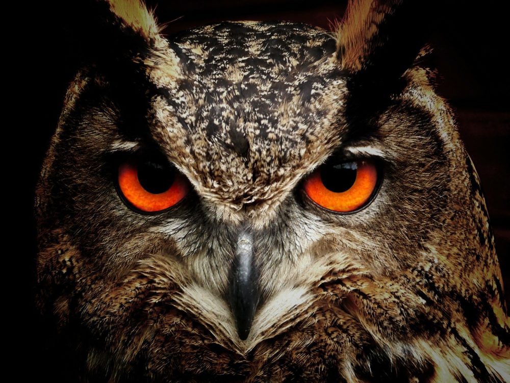 especies