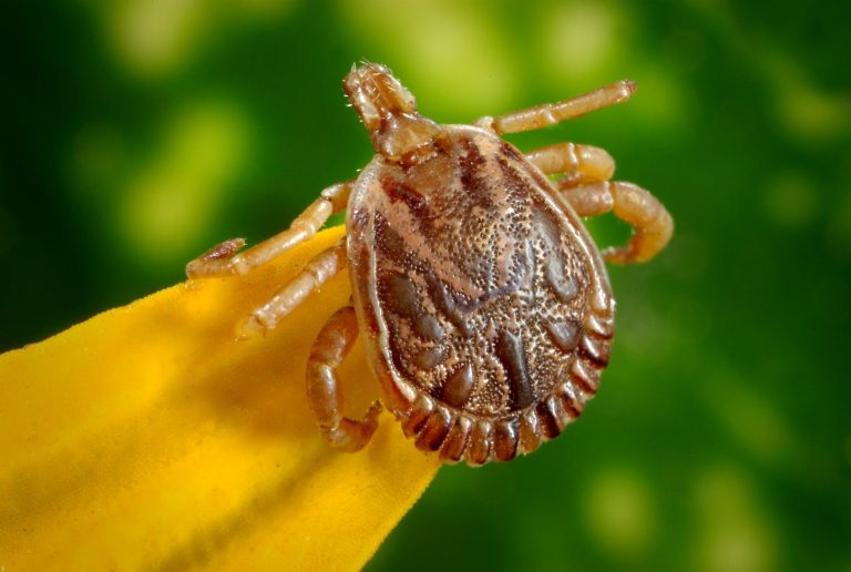 Cómo quitar garrapatas en los animales