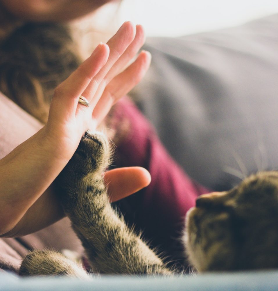 Les chats ont des personnalités différentes