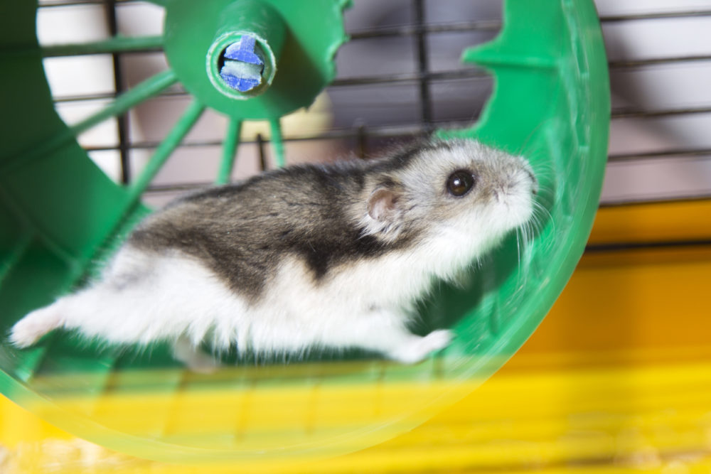 jaulas para hamster con pisos