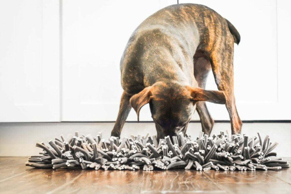 juguetes interactivos para perros