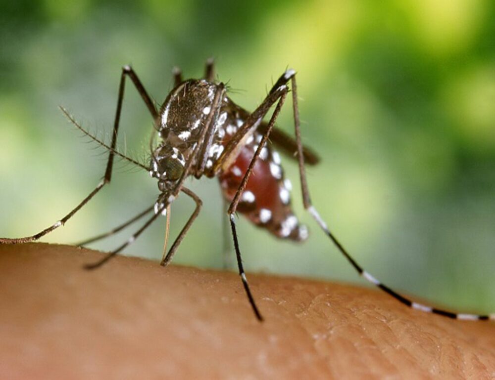 mosquito tigre