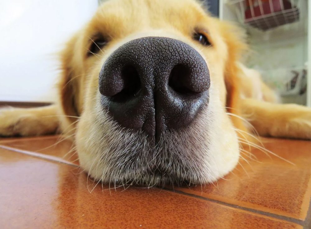 moquillo perros