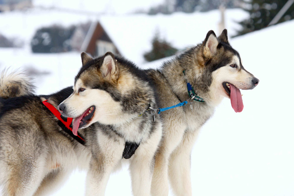Mushing