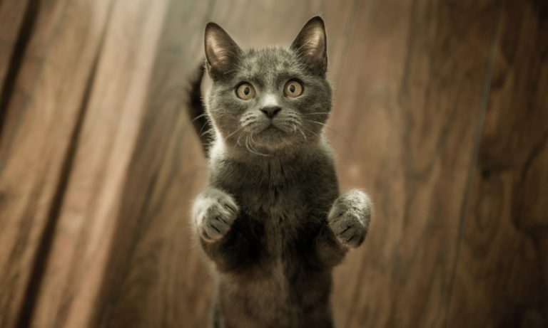Découvrez les différentes personnalités des chats