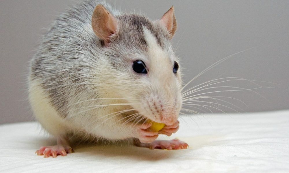 mejores jaulas para ratas
