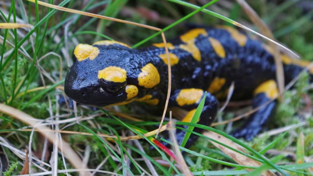 Salamandres