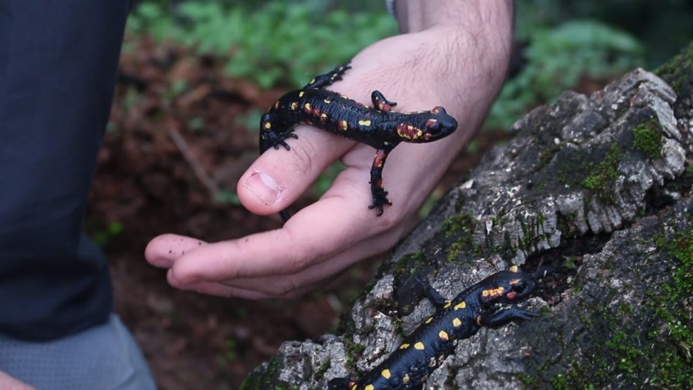 Salamandres