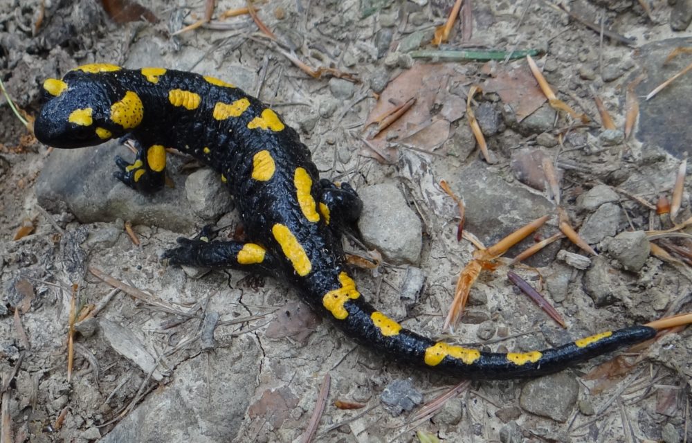 Salamandras