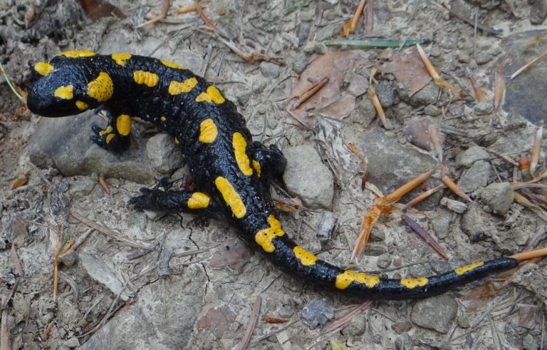 Salamandres