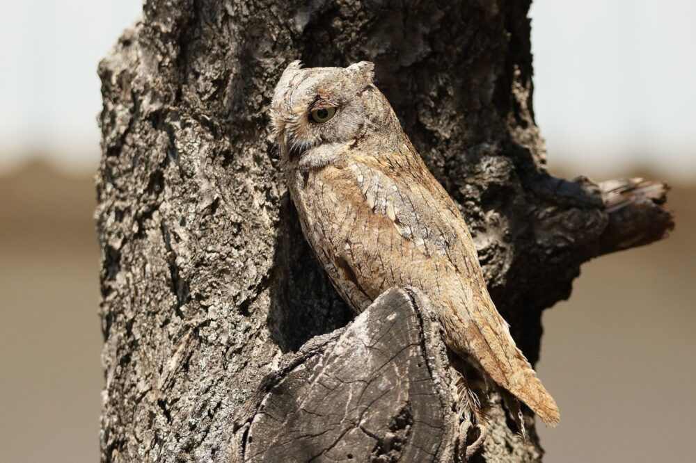 curiosidades sobre las rapaces nocturnas