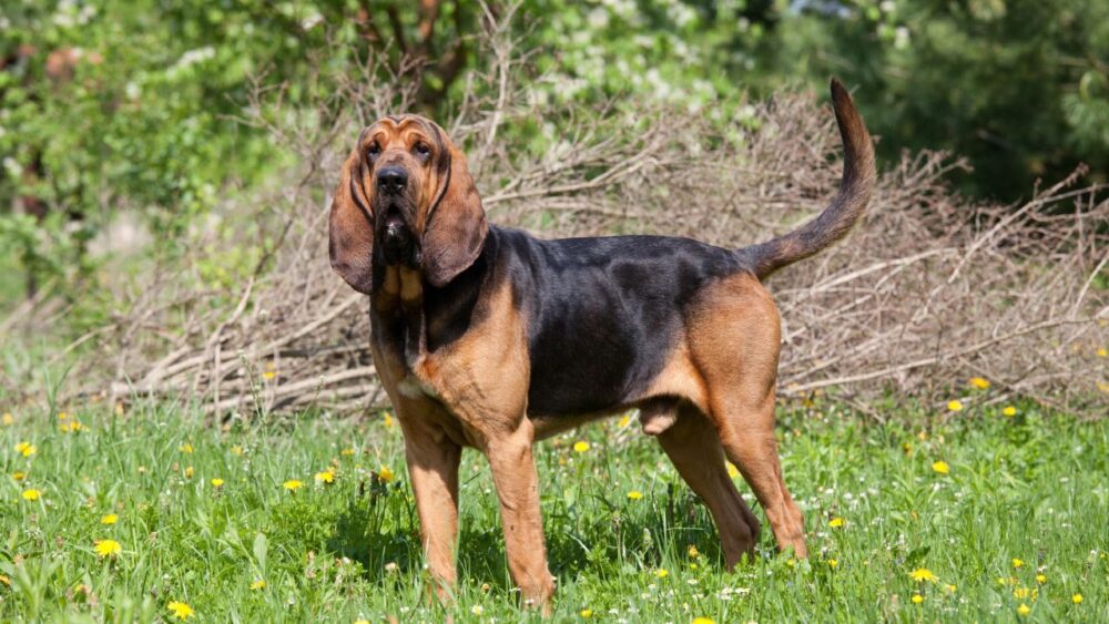 meilleures races de chiens policiers