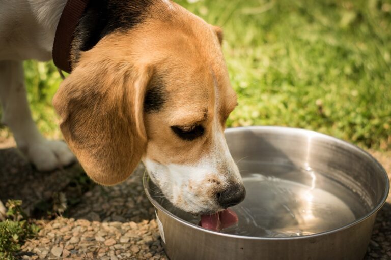 Cuánta agua debe beber un perro al día