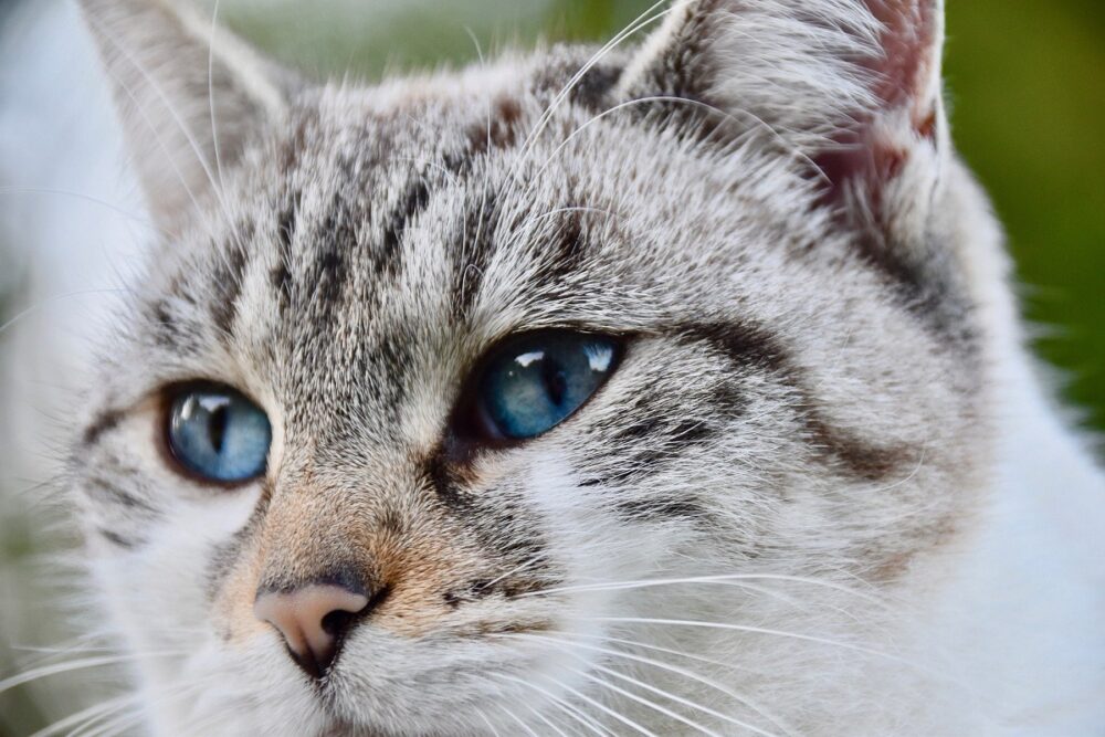 La diarrea en gatos, qué hacer