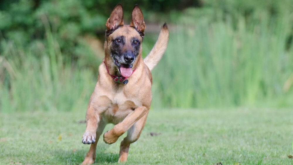 Berger belge Malinois