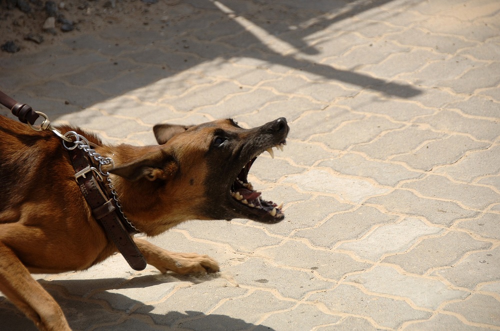 Tratar la agresividad en perros