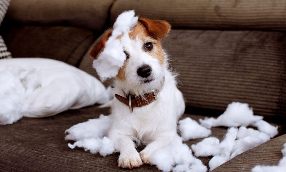 Maneras de enseñar a un perro a no morderlo todo