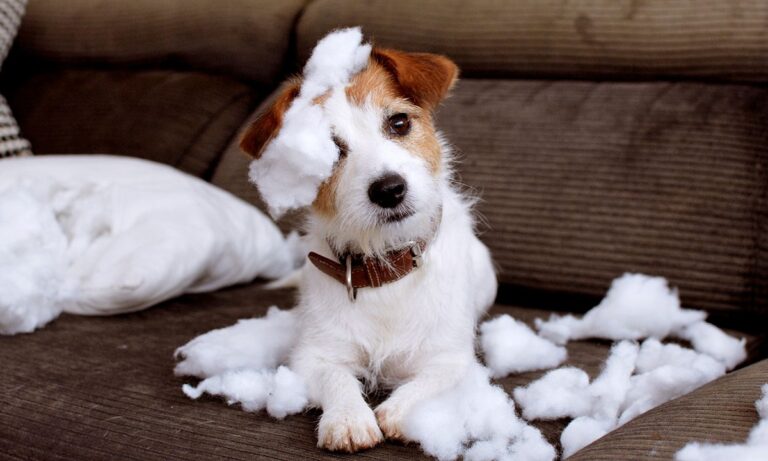 Maneras de enseñar a un perro a no morderlo todo