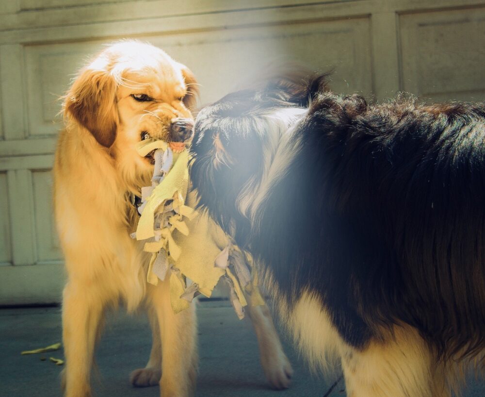 Maneras de reducir la agresividad de un perro