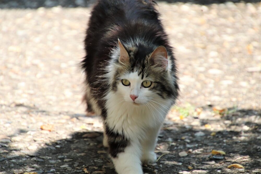 Los mejores tipos de cepillos para gatos