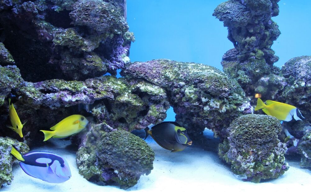 Cómo hacer un acuario de agua salada paso a paso
