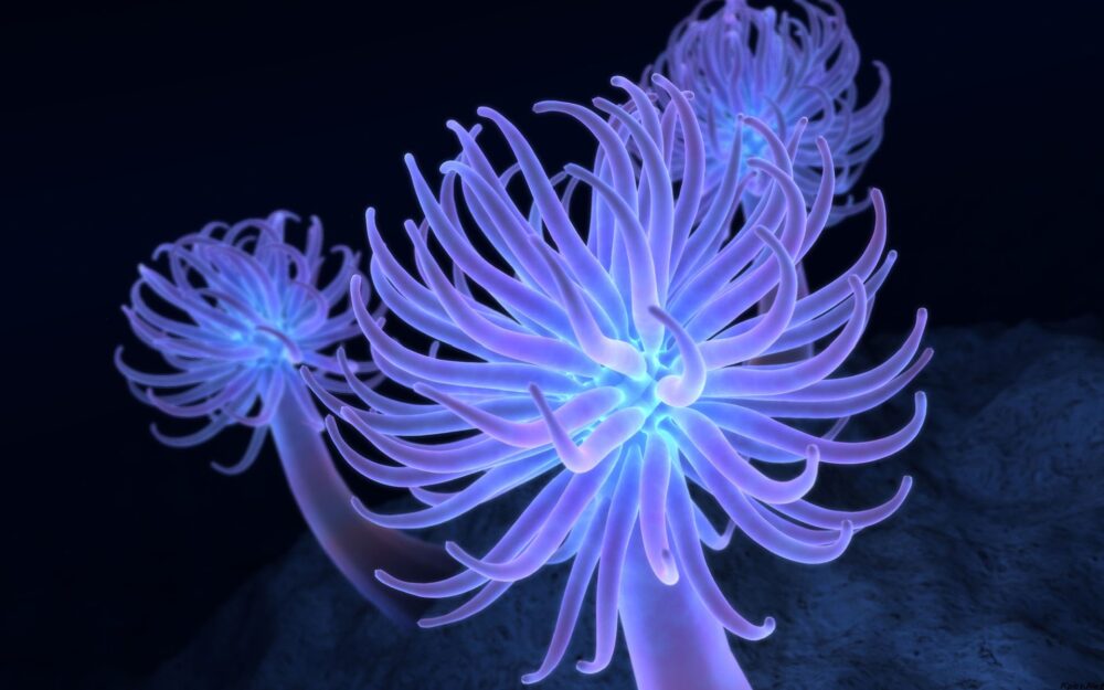 bioluminiscencia animales marinos