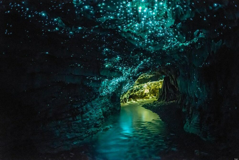 bioluminisciencia