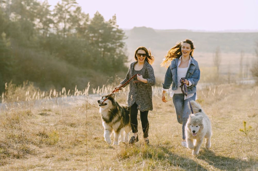 Effets psychologiques d'avoir un chien comme animal de compagnie (isolement)